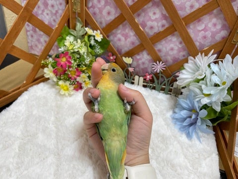 コミュニケーションバードのコザクラちゃんです💚にぎころも上手👏