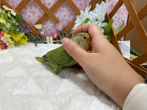カキカキが大好き😍カゴの扉を開けると飛んで来てくれます✨是非ご来店お待ちしております😆
