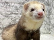フェレット系その他