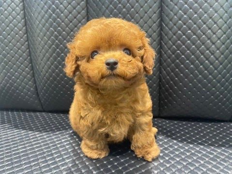 4/22撮影♬　会いに来てね🐾