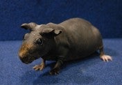 スキニーギニアピッグ