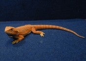 フトアゴヒゲトカゲ