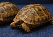 ギリシャリクガメ