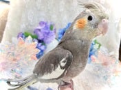オカメインコ (ナミ)