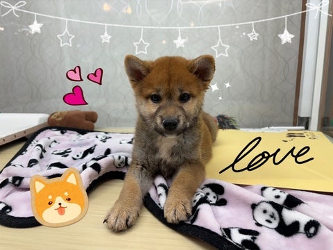 【2025/4/22撮影】写真を撮ろうとしたら自らふせをしてくれた賢い子💕