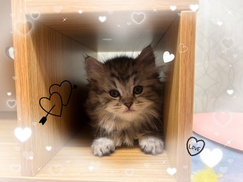 【2025/4/22撮影】いい隠れ家を見つけた様です💖