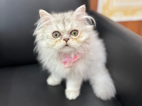 可愛すぎる😻🎀（2025.4/22撮影📸）