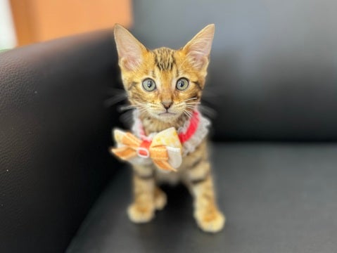 美人さん🐱💞（2025.4/22撮影📸）