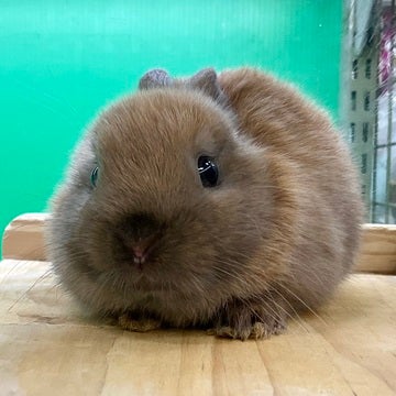 ごはんが大好きな子です🐰🌱🧡2025年4月23日撮影📸