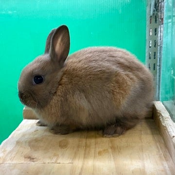 可愛いもふもふなネザーさんです🧡🫶🏻🐰2025年4月23日撮影📸