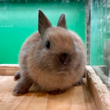 🐰🫶🏻😍ご来店お待ちしております😍🫶🏻🐰