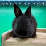ネザーランドドワーフラビット