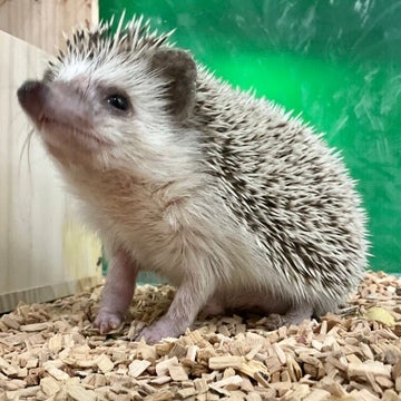 みなさまのご来店をスタッフ一同お待ちしております！！🐾🐾🦔🐾🐾
