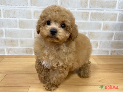2025/4/23更新　TPでは珍しい短足ちゃんです💗