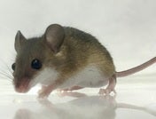 ネズミ系その他