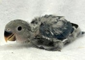 コザクラインコ ヒナ (色変わり)