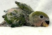 コザクラインコ ヒナ (ノーマル)