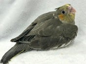 オカメインコ ヒナ (ナミ)