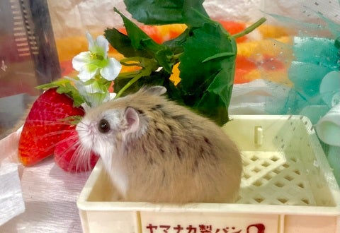 R7 4月23日撮影📸