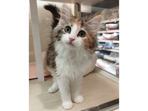【2025/4/23撮影】あたち美猫代表になるにゃ～～✋