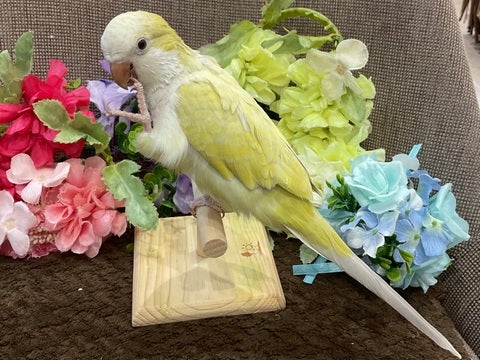 【2025.04/23撮影】ピース✌️