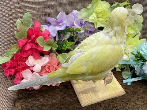 【2025.04/23撮影】おしゃべり練習中です😄