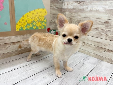 2025/04/23撮影　パパ　2.5kg　ママ　2.5kg