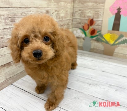2025/04/23撮影　パパ　2.5kg　ママ　2.5kg