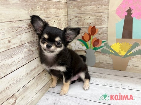 2025/04/23撮影　パパ　2kg　ママ　2.3kg