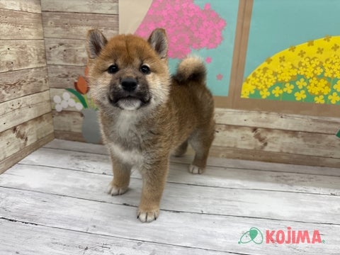 2025/04/23撮影　パパ　7kg　ママ　7kg