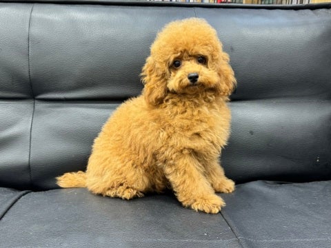 4/23撮影🐶もこもこボリュームたっぷりです🌟