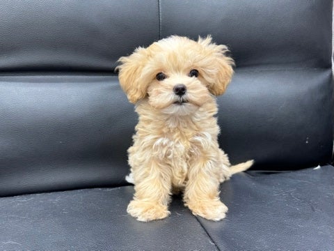 4/23撮影🐶パパママのいいとこどり🌟