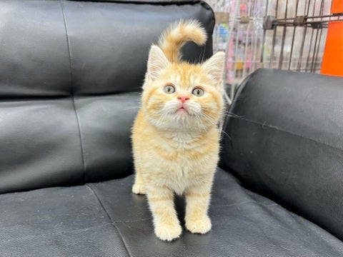 4/23撮影🐱まんまるお顔がかわいすぎる❣️❣️