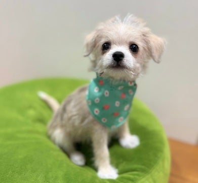 2025/04/23 ♡ぽわぽわ頭はたんぽぽの綿毛♡