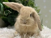 ロップイヤーラビット
