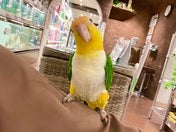 シロハラインコ ヒナ