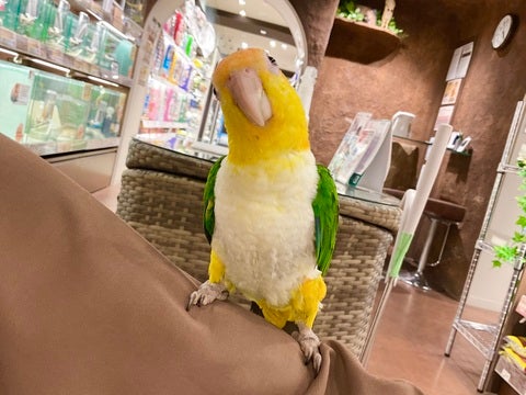 腕に乗ることが出来るようになりました❣️