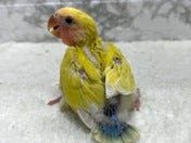 コザクラインコ ヒナ (色変わり)