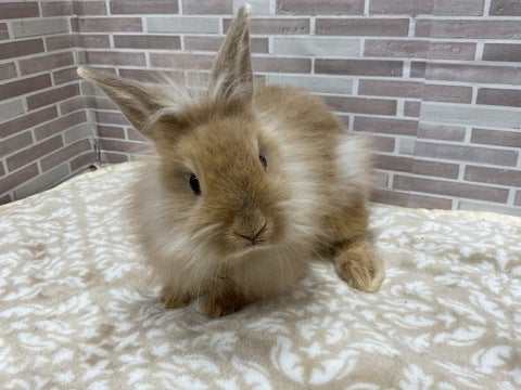 ふわふわ💕