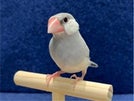 ブンチョウ ヒナ (シルバー)