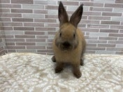ネザーランドドワーフラビット