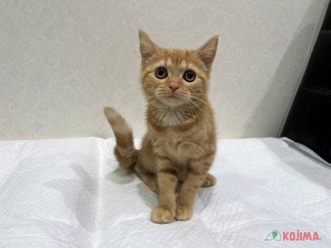 【2025/04/22撮影】ちょこんとおすましだニャー🐈