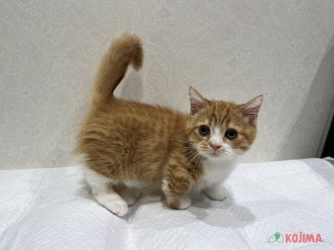 【2025/04/22撮影】短いあんよでとび跳ねます✨