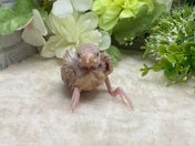 ブンチョウ ヒナ (シナモン)