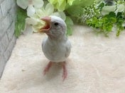 ブンチョウ ヒナ (シロ)
