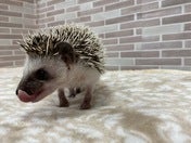 ピグミーヘッジホッグ (ノーマル)