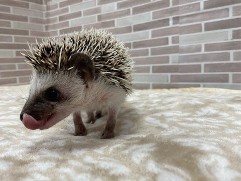 ペロ🥰