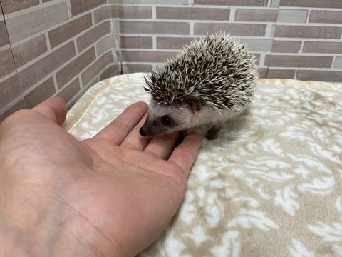 手にも慣れてきたよ💕