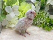 セキセイインコ ヒナ