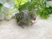 セキセイインコ ヒナ